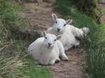 SX14542 Two curious looking lambs.jpg